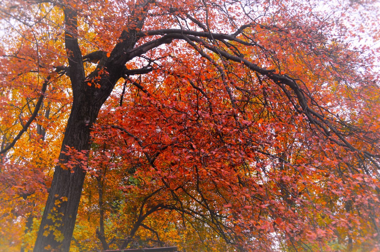 Fall Leaves 2, Simply Megan Joy Blog.jpg