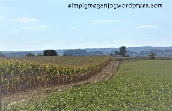 Things to Love About Autumn - simply meganjoywordpress.com 8.JPG